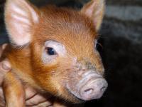 Extraordinary Vision